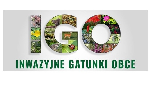 INFORMACJA  O INWAZYJNYCH GATUNKACH OBCYCH (IGO)
